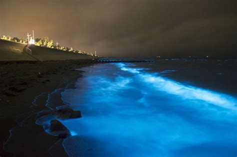  Noctiluca Scintillans: Un Microrganismo Marino Che illumina la Notte con la sua Biolucinescenza!