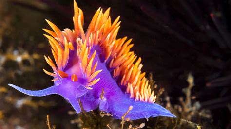  Nudibranch! Una creatura dal corpo sinuoso che brilla di colori fluorescenti 