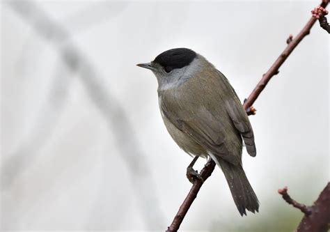  Ocinei: Un affascinante viaggio tra il canto melodioso e le ali maestose di questi uccelli migratori!