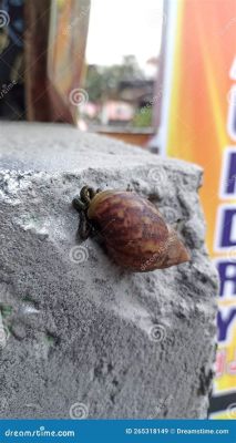  Ovate Snail: A Remarkable Gastropod Hiding Beneath its Exquisite Spiral Shell!