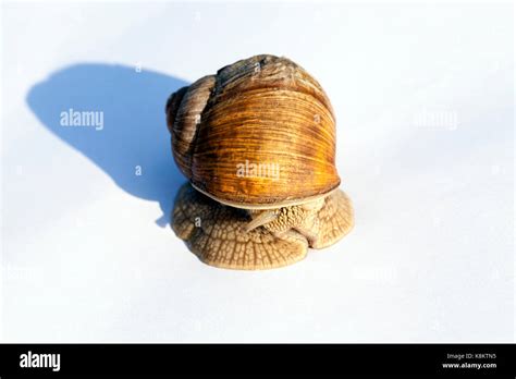  Quagga Murex: A Shell-Shocking Snail Hiding Secrets Beneath its Stripes!