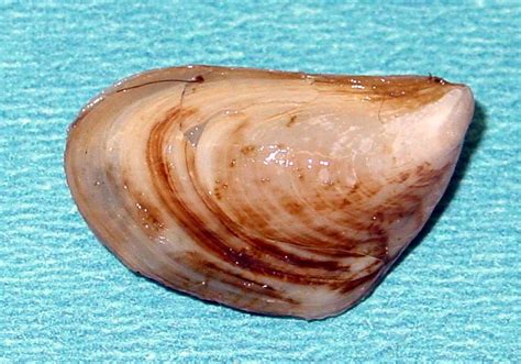 Quagga Mussel: Unveiling the Shellfish That Filters Lakes Like Tiny Aquatic Vacuum Cleaners!