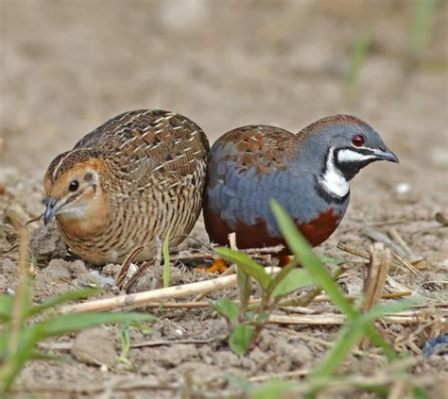  Quail: A Tiny Bird with a Big Personality, Known for its Camouflaging Skills and Exquisitely-Flavored Meat!