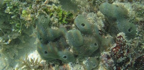   Queensland Sponge: Immersed in Mystery, This Curious Filter Feeder Defies Expectations!