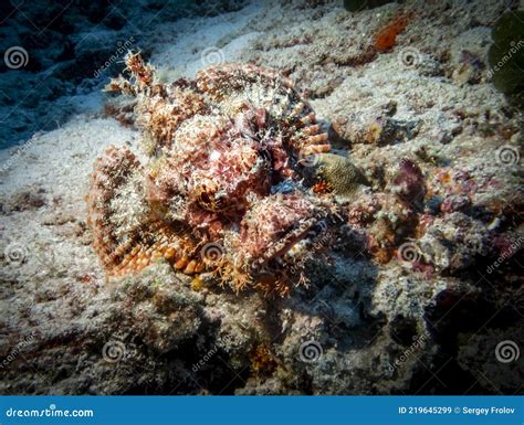 Quellia:  Un animale marino che brilla come un diamante e si nasconde tra i coralli!