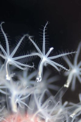  Quillwort! A Tiny Hydrozoan Wondering Through Underwater Worlds With its Tentacles