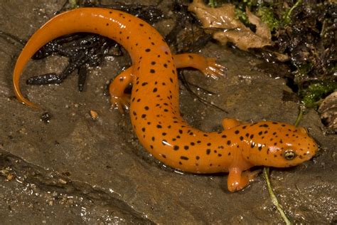  Salamandra: Un Ampibio Adatto Sia A Vita Terrestre Che Aquatica Con La Sua Pelle Liscia Come La Seta!