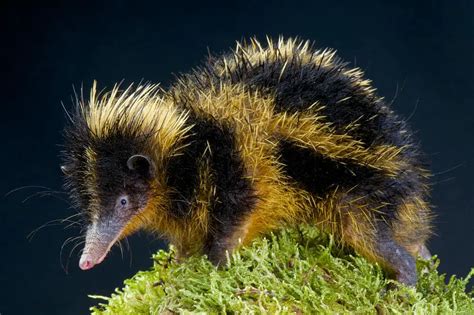  Tenrec! Un piccolo mammifero che si arrotola in una palla di spine quando si sente minacciato?