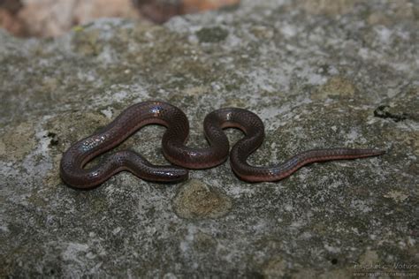  Ultimatum della Natura: L'Umbo Helenae, Un Maestoso Gastropede che Sfreccia nei Mari Tropicali!