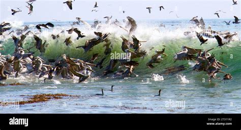 Umbrina: un predatore silenzioso che danza tra le onde e le correnti marine!