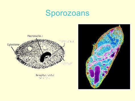  Unicytoplasmic!  Exploring the Intriguing World of Urocystis Sporozoans