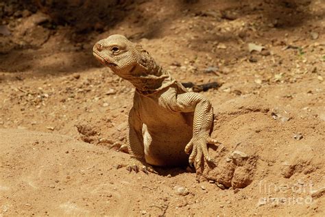 Uromastyx! A Striking Lizard That Combines Ancient Origins With Surprisingly Agile Movements