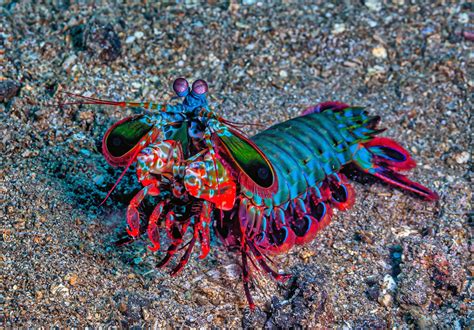  Uropteroide: Un fantastico crostaceo che cammina sul fondo del mare come se fosse un ballerino su una pista di ghiaccio!