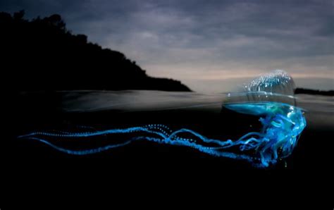  Wrightia! Un Inquilino Trasparente Del Mare Aperto Che Sforna Una Festa Di Tentacoli Luminosi