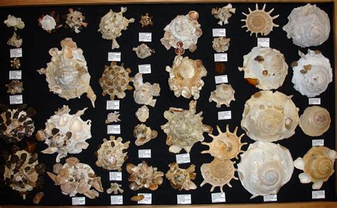  Xenophora: A Shell Collector Extraordinaire Who Embraces Architectural Diversity!