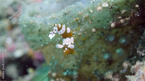  Xenopupa! Il crostaceo che ti lascerà senza parole, con la sua straordinaria capacità di mimetismo e un'affascinante danza nuziale sottomarina.