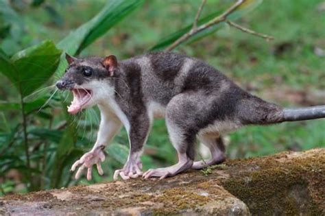  Yapok! Una creatura semiaquatica che ama i piccoli giochi e le lunghe passeggiate sul fondo del fiume