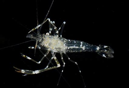 Yatter Shrimp: A Curious Crustacean That Hides In Plain Sight!  