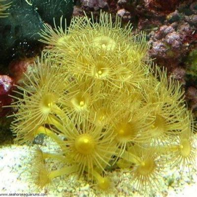  Yellow Polyps: Dive into a World of Tiny Tentacled Marvels!