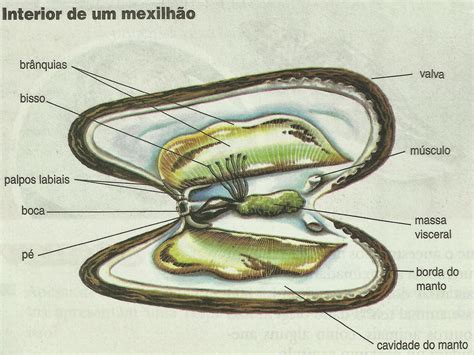  Zetland! Un Mollusco Bivalve Con Una Possibile Personalità Nascosta?