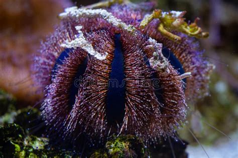 Zoantharia! Un affascinante animale marino con tentacoli fluorescenti che si arrampicano su scogliere sommerse.